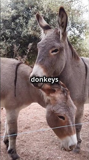 Top 5 Fascinating Facts About Donkeys!