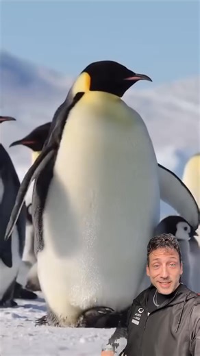 106K views · 5.7K reactions | The Emperor Penguin is CRAZY | Debate diggest | Facebook