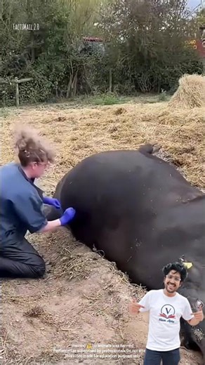 this man saved the cow. #experiments #science #scienceexperiment #physics #chemistry #shorts