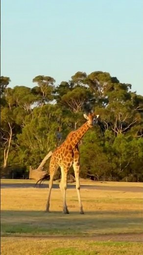 This giraffe interaction left me speechless 😍