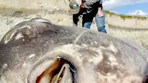 Researchers Were Baffled After This Bizarre Sea Monster Washed Up on the Shore