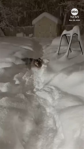 Dogs frolicked outside a home in Millcreek Township, Pennsylvania, as lake-effect snow fell across the Lake Erie region on Friday. https://abcnews.visitlink.me/KcEkSq | ABC News