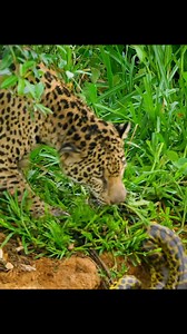 South American python eaten by leopard #animallifestyle #amazinganimalsworld #animals #Amazing #trending #wildlife | AVOL Legend Artiste
