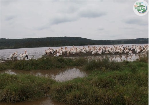 1K views · 13 reactions | At Lake Nakuru, the scene is nothing short...