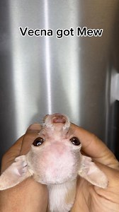 When you’ve double jointed #strangerthings #vecna #FYI | Mini.Mew.Official