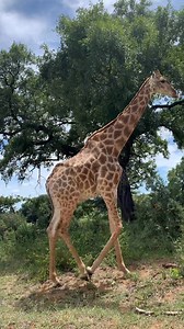 45K views · 2.1K reactions | Watch this beautiful Giraffe walk right past our vehicle! Its only when they get this close, that one really gets a sense of just how big they are! Such amazing animals! | Wild Photo Africa Safaris | Facebook