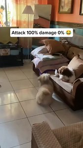 156K views · 4.4K reactions | Attack 100% damage 0%  . . . . . . . . #shihtzu #shihtzusofinstagram #shihtzusgram #shihtzugram #shihtzus #shihtzulove #shihtzulovers #shihtzupuppy #shihtzupuppies #shihtzusoftiktok #shihtzusofig #shihtzusofinstagram #dog #dogs #doglover #dogsofinstagram #doglife #doggo #dogsofinsta #dogstagram #dogslife #dogsofinstaworld #dogdaycare #dogfriendly #dogfood #doggrooming #dogwalking #dogwalker #dogwalk #dogrescue | Shih Tzu Lovers Club | Facebook