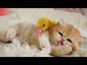 Kitten with a Duckling are getting ready to Sleep 😴