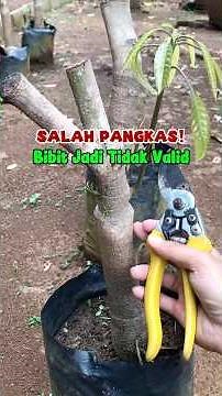 How to Prune Plants to Keep Seeds Valid