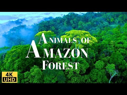 Amazon Forest 4K/ Wild Animals of Rainforest/ Relaxation Film/ Meditation Music & Nature Sounds