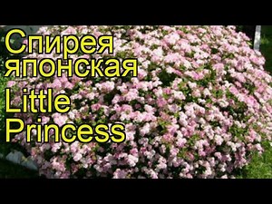 Спирея японская Литл Принцесс. Краткий обзор, описание spiraea japonica Little Princess