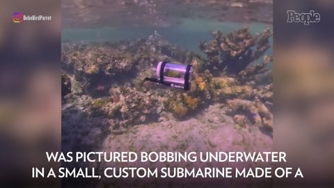 Man makes custom submarine for parrot so the pet can scuba dive on vacation, says the bird 'went in willingly'