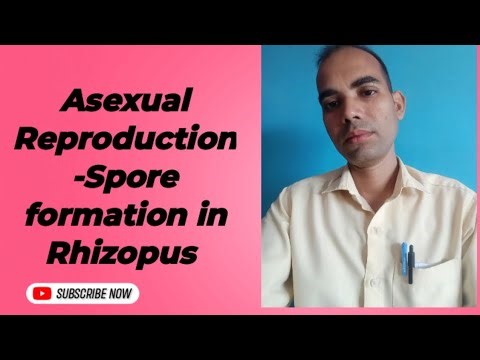 Asexual Reproduction -Spore formation in Rhizopus