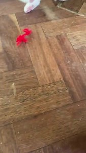 18 reactions · 3 comments | Timmy one of our babies we took in over Christmas having fun with a Wishing Tree gift. He will be looking for a new home after Christmas . Thank you Cliodhna for spending time with him today!he had so much fun. 0862112850 if you’d like to offer him a home. | Munster lost and found pet helpline | Facebook