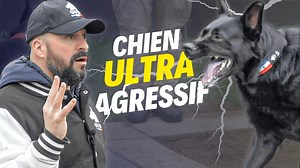 Chien ultra agressif : éducation impossible ? | La Méthode Gun