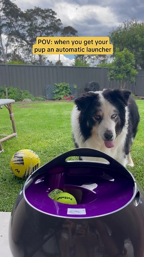 Endless hours of fun... ⏱ 🐶 Shop the Petsafe Automatic Ball Launcher Dog Toy at the link here: https://rb.gy/ikl9i7 #petbarn #pettoys #petbarnaustralia #dog #toys #doglovers #petowners | Petbarn