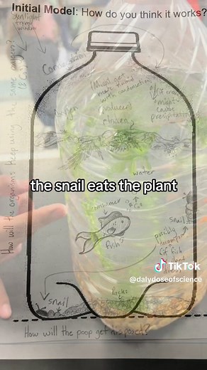 The #biospherebottles are back! Today we welcomed Amy (fish), Shelldon and Leonard (snails) into the classroom. Students created their #initialmodel for how they think the bottle functions. I loved listening to their thoughts and questions as they came up to study the bottle. #biosphere #energyflow #ecosystem #lifeinabottle #goldfish #snailtok #middleschool #teachersoftiktok #studentdiscourse #getthemthinking #gettalking
