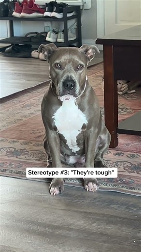 Bully Breed Stereotypes vs. Reality #bullybreed #pitbull #amstaff #staffy