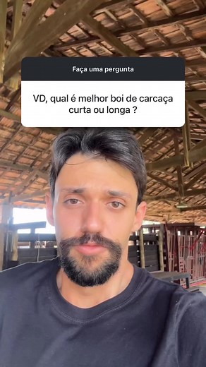 Qual é o melhor boi de carcaça: curta ou longa?