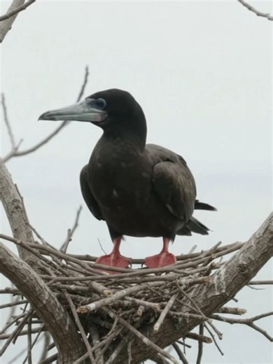 Magnificent Frigatebird Builds Her Nest on a Coral Cay#foryou #bird #birdnest