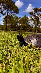 37 reactions · 3 comments | The story about the race between the...