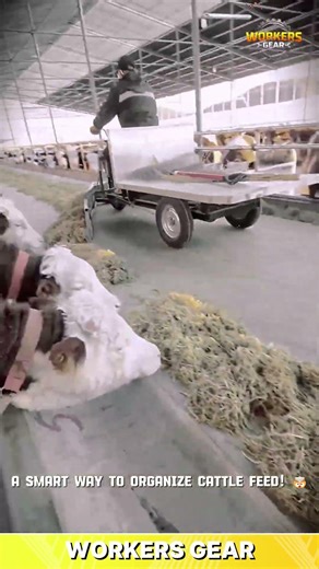 Smart & Efficient Cattle Feed Pusher Machine for Distributing Hay and Silage in Large Dairy Barns