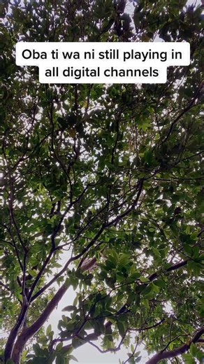 Oba ti wa ni still playing please go download listining like and comment in all digital platforms. #mayorglory #obatiwani #omoope #sonofgrace #gospelmusic #yoruba_gosple #moreontheway #babajesu #highlight