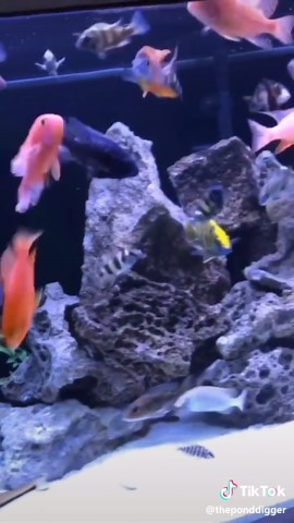 Fascinating Tropical Fish Behavior Revealed!