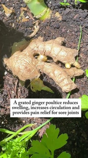 Herbs are one of the most powerful plants in the garden and for our bodies🌿#garden #herbs #health