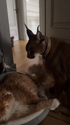 Pumba strikes on Izjuma🥲 | Pumba Caracal