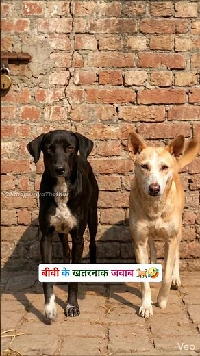 बीवी के खतरनाक जवाब #funny #thetharpuns #bhojpuriyathethar #comedy #dog