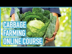 Cabbage Farming - Course Introduction