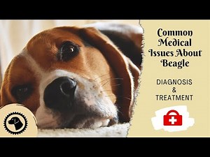 11 Most Common Medical Issues About Beagle | DOG HEALTH 🐶 #BrooklynsCorner