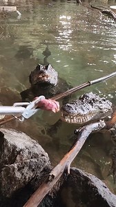 Siamese Crocodile & Caiman Feeding at Colorado Gator Farm #reptiles #crocodiles #caiman | Wild Charles