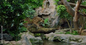 Jaguar walks inside jungle forest on fallen tree trunk. Wild panther