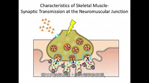 肌肉神经接点 Neuromuscular junction