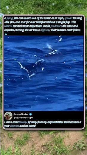 This Fish Can Actually FLY To Escape Predators! 🐟 #Nature #Wildlife #Science