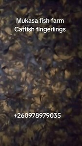 18 reactions | This year is hot. Aller aqua is very much geared to support the growth of Catfish industry in Zambia. We have Novatek and Aller aqua rallying behind the industry in the area of Catfish feed supply. Please indicate your requirements for the Catfish feeds and order the Catfish fingerlings in time  | Mukasa Fish Farm | Facebook