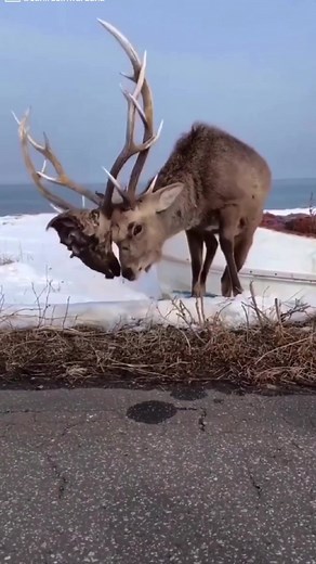 Elk has a Elks Head & Antliers Stuck in his Antliers From another Elk…#animals #elk #wildlife
