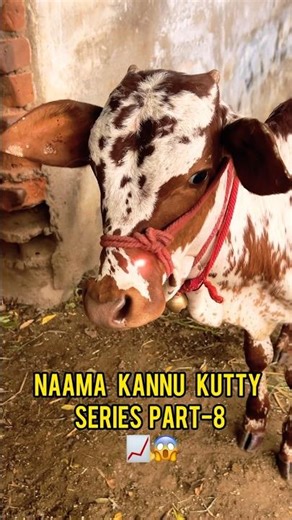 💢🐮Kannu Kutty part-8 🤩 #cowvideos #cow