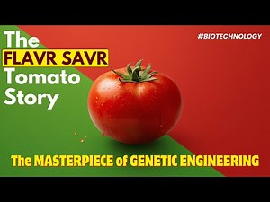 The First GMO Tomato Ever! FLAVR SAVR Explained in 10 Minutes