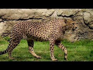 Why Cheetahs Can’t Roar: Fascinating Facts About Their Unique Sounds