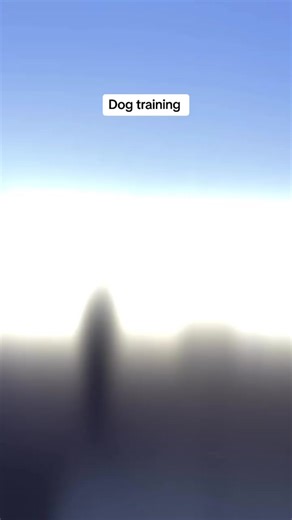 #gsd #germanshepherd #dogtraining