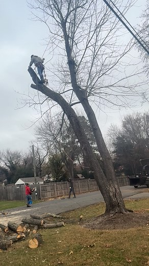 7K views · 13 reactions | Tree service | Douglas Hernandez | Facebook