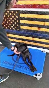 Stop Confusion in Dog Training Using the Tone Marker 🔊🐶 #dogtraining #dogtrainingtips