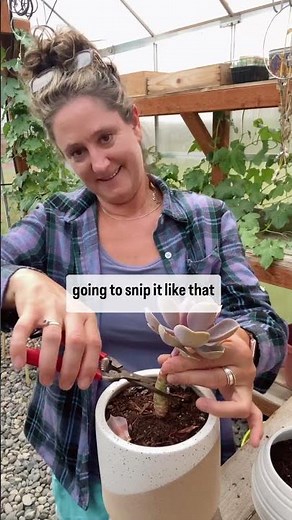 How I care for my “leggy” succulents