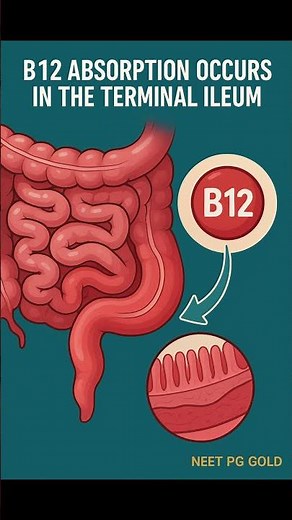 Vitamin B12 Absorption – Terminal Ileum Explained | NEET PG GOLD