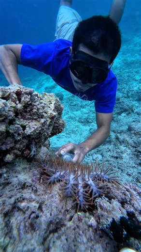 As you can see around the area, there are still very few corals growing because the COTS have been slowly eating them. #CrownOfThornsStarfish #protectcoralreefs #advocacy | Bonifacio Jomio