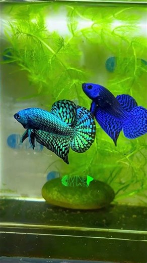 Alien hybrid wild bettas Blue and Green/ betta farming with Divine Bettas