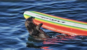 Experts look to capture aggressive Santa Cruz sea otter after incidents with surfers
